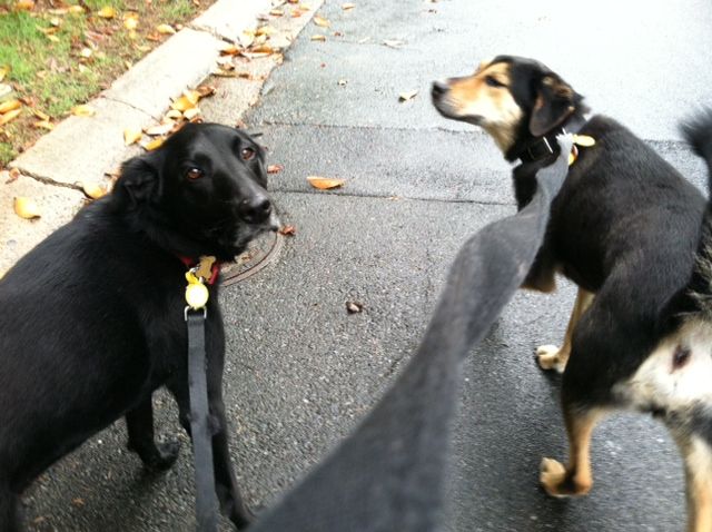 Milo and Bear - enjoying their walk