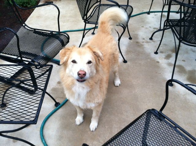 Ursa was ready to play this morning.  Vivian was being camera shy.