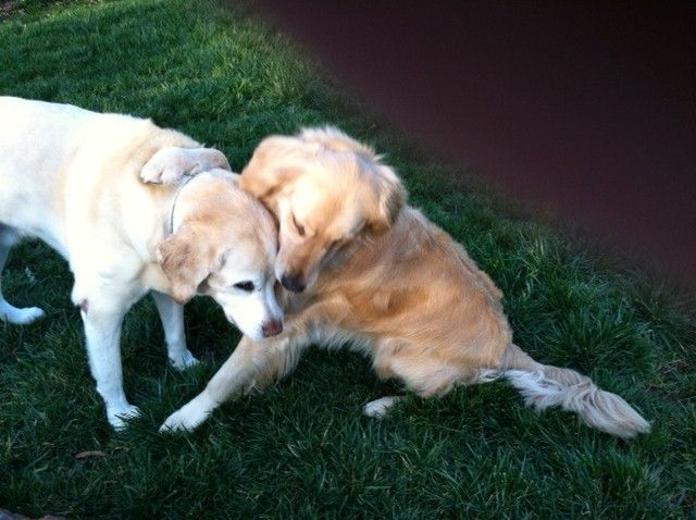 It looks like Bailey has her arm around Chester and shes telling him a secret! haha!