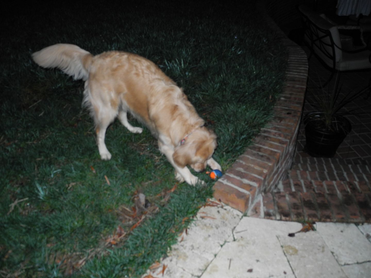 Bailey playing ball in the dark.