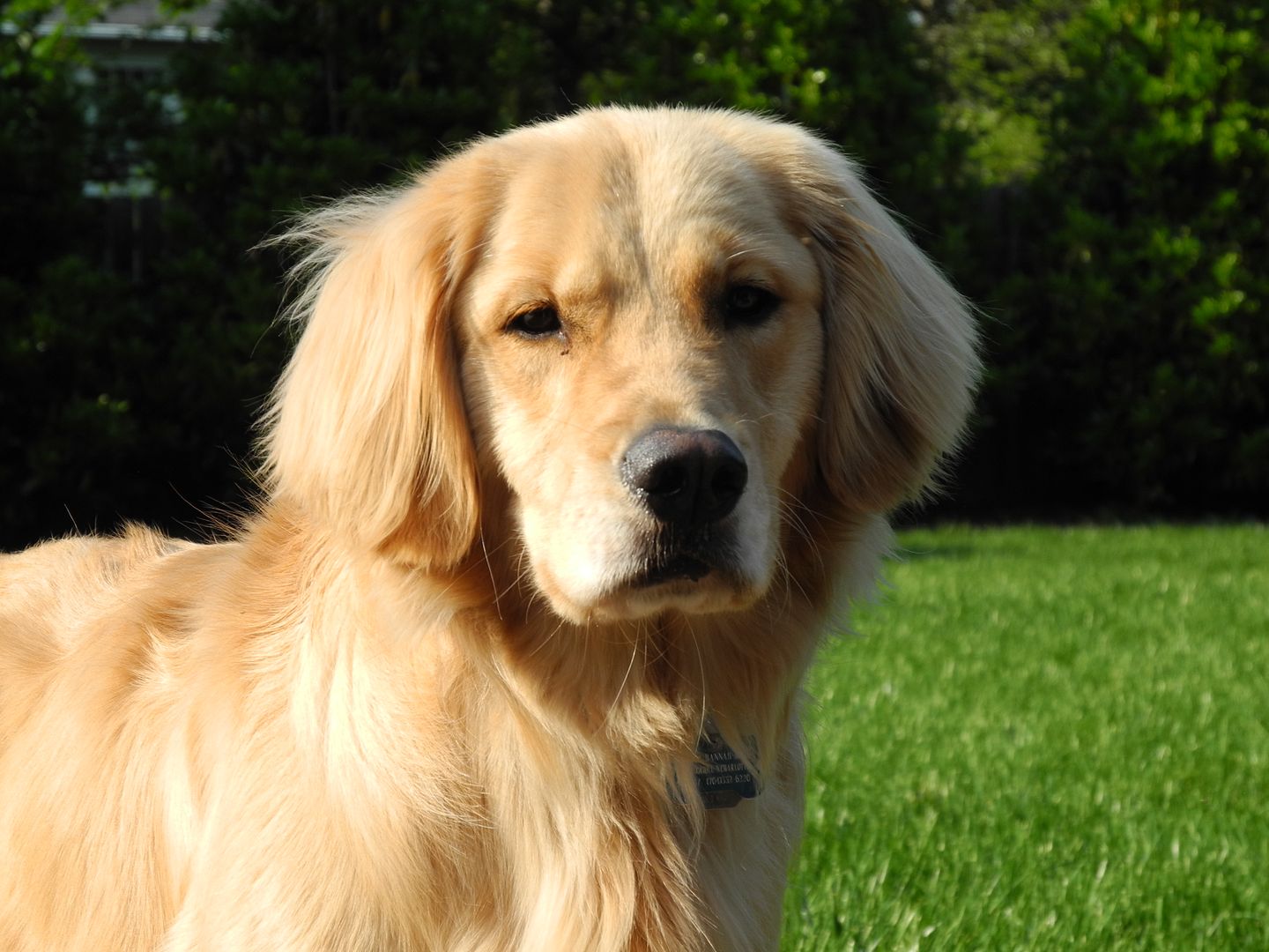 Bailey didnt have a tennis ball outside or at least she couldnt find one so she posed for a picture instead.