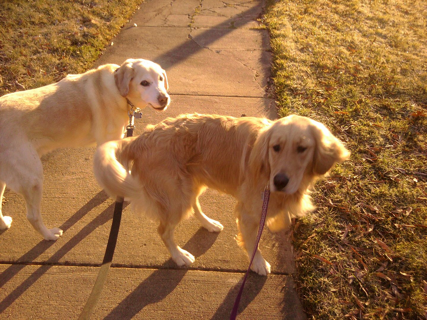 Chester and Bailey on their early morning walk this morning.