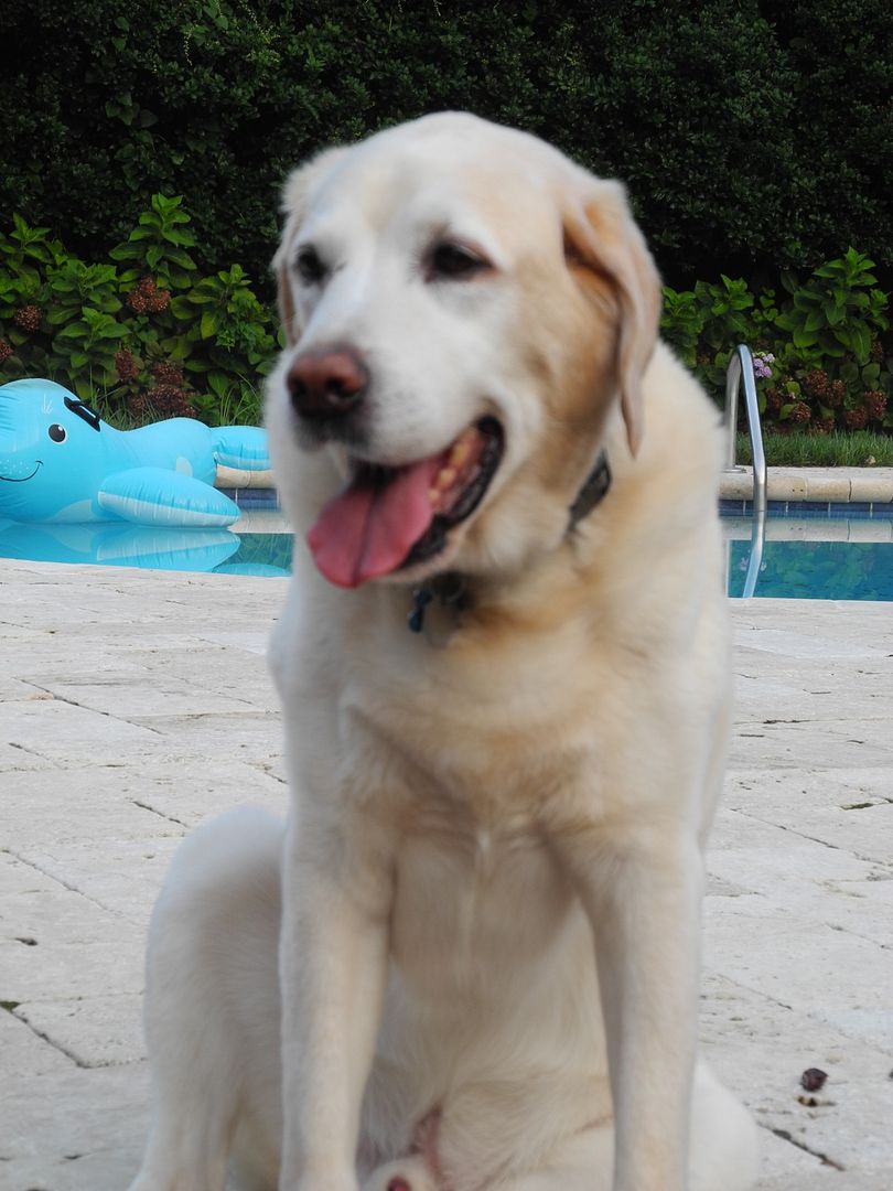 Chester says it is hot outside.  I need to sit down!