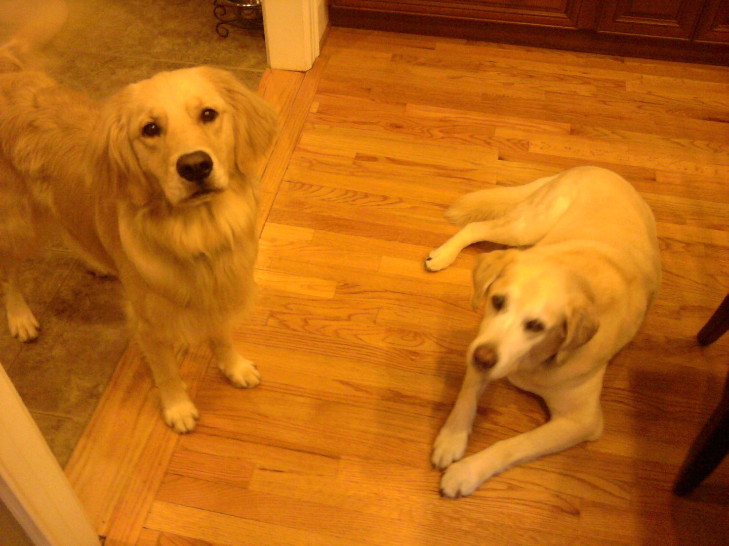 Chester & Bailey cooling off after the walk.