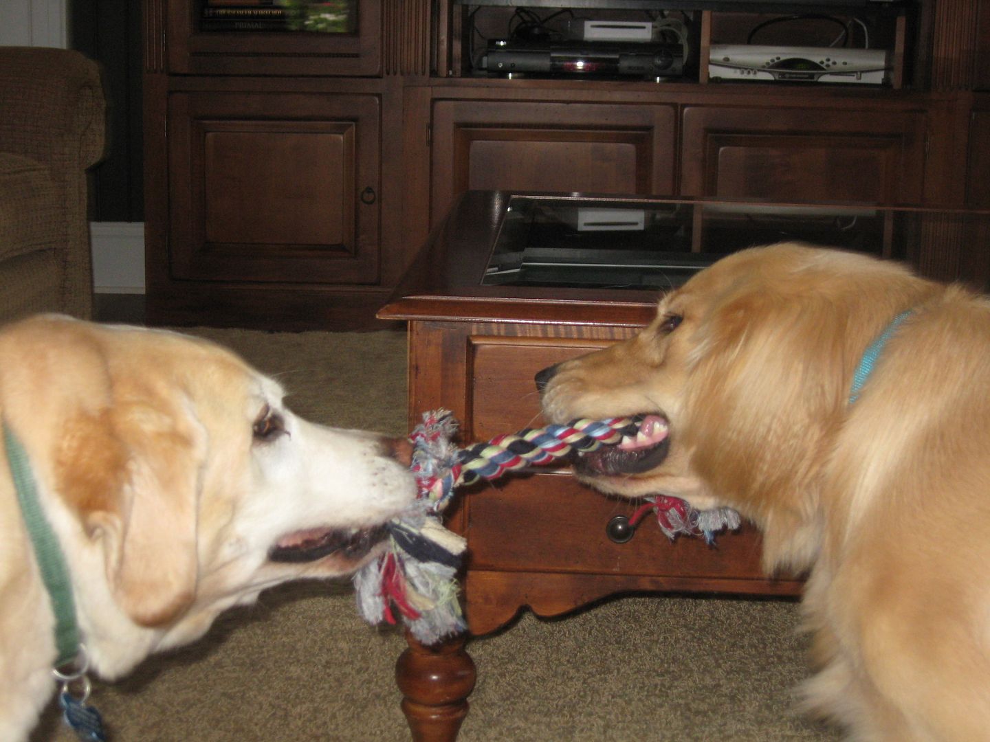 Chester & Bailey playing tug-a-war.  I have my feet up in the chair so I can stay out of the way.  When I realized I thought I should get out of the way, I realized that I should probably end the game.  