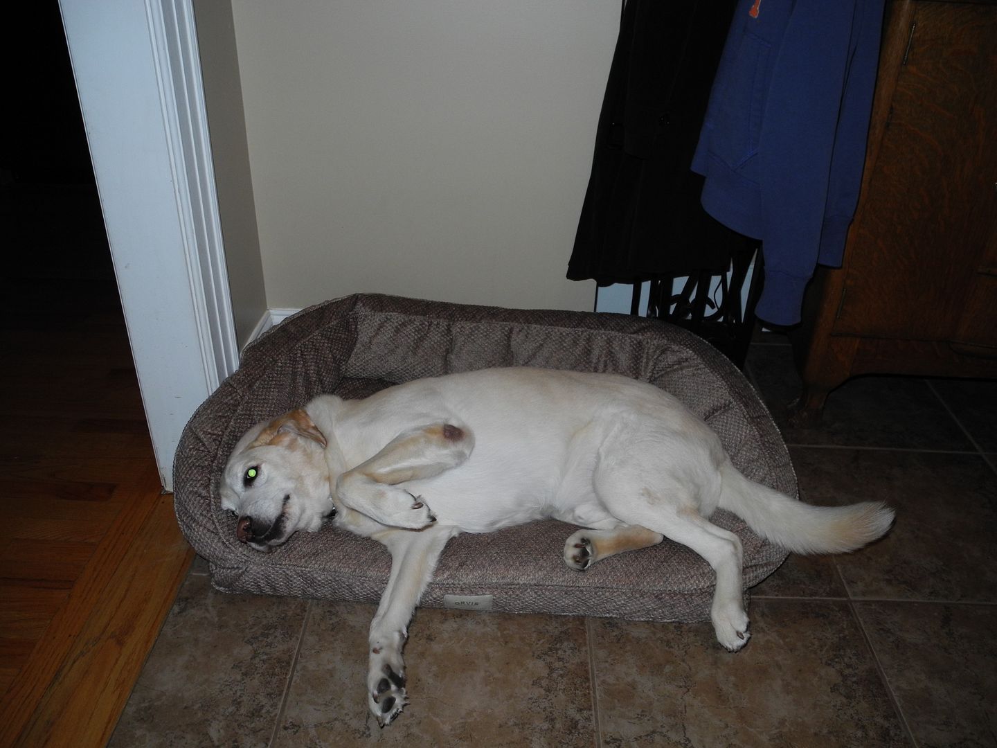 Chester needed a belly rub before he got up this morning. :)