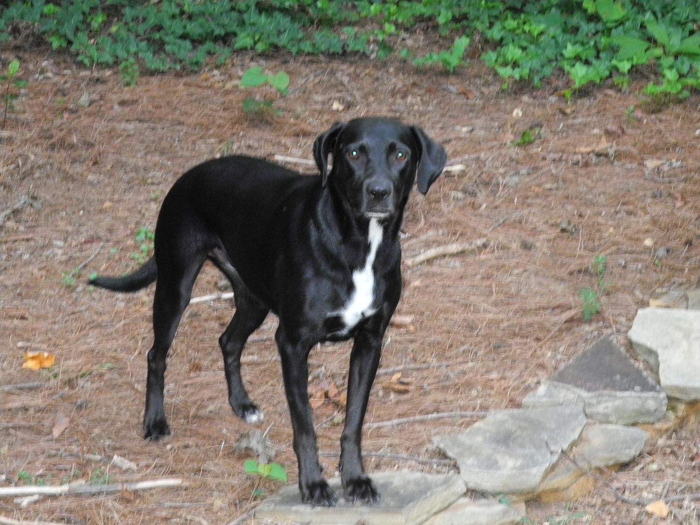 Sparkles is waiting for me to throw a stick.