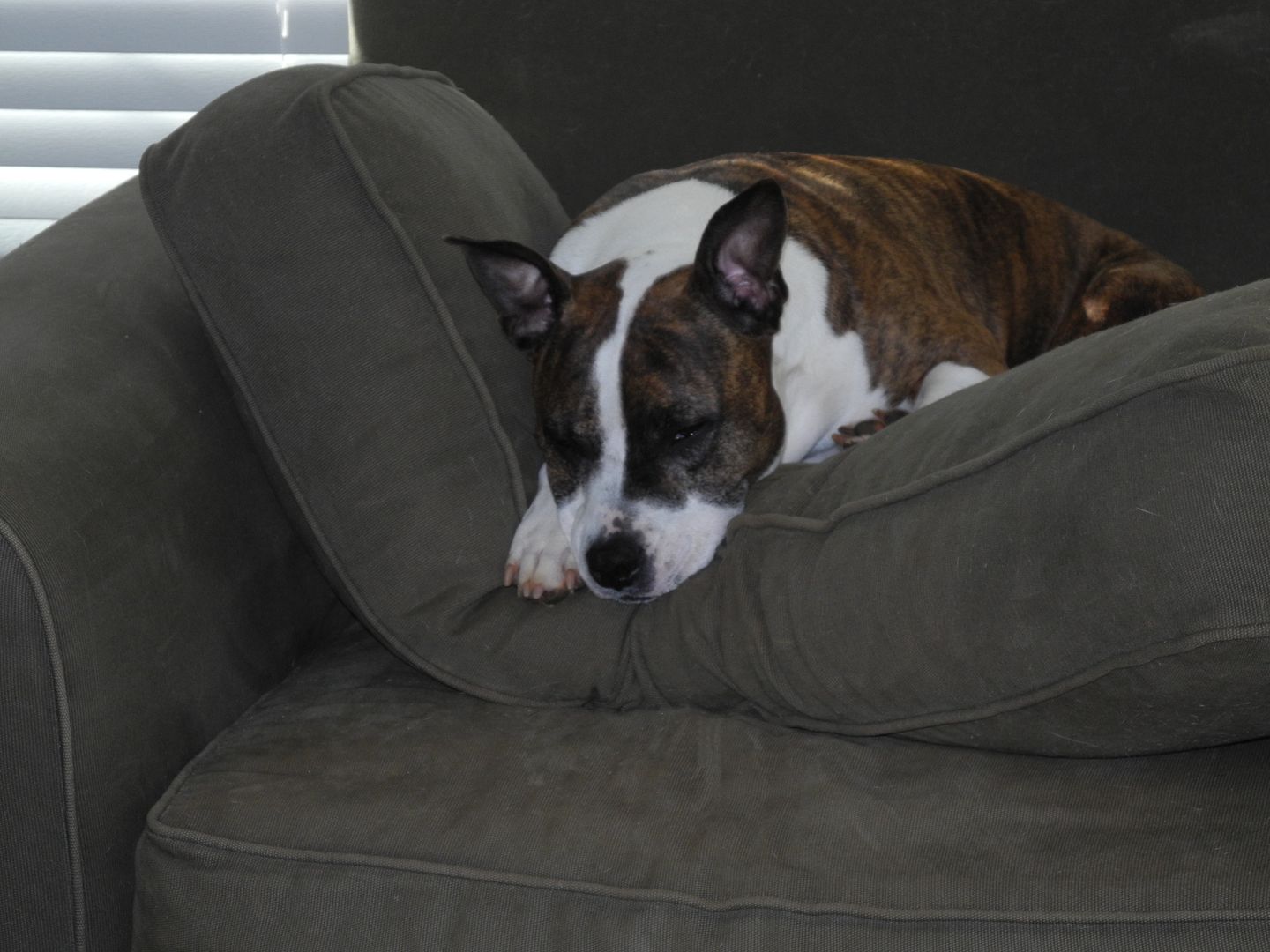 and Eli was curled up in the chair.  Im guessing theyve taken over this chair. :)