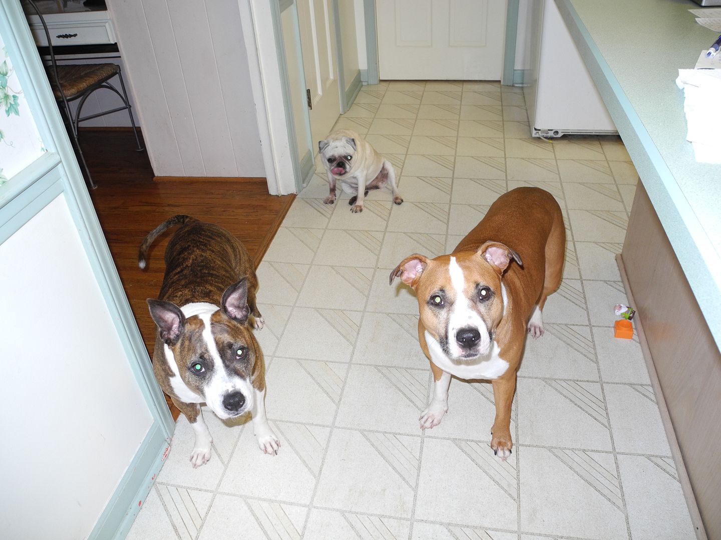 Theyre all looking at me like they want another treat... but theyd already had theirs!