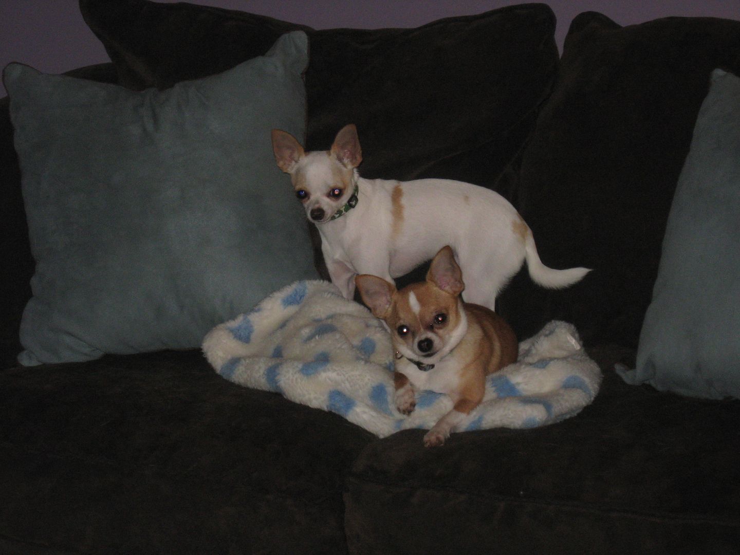 I snapped this picture just as I was leaving.  Theyd both hopped up on the couch together.