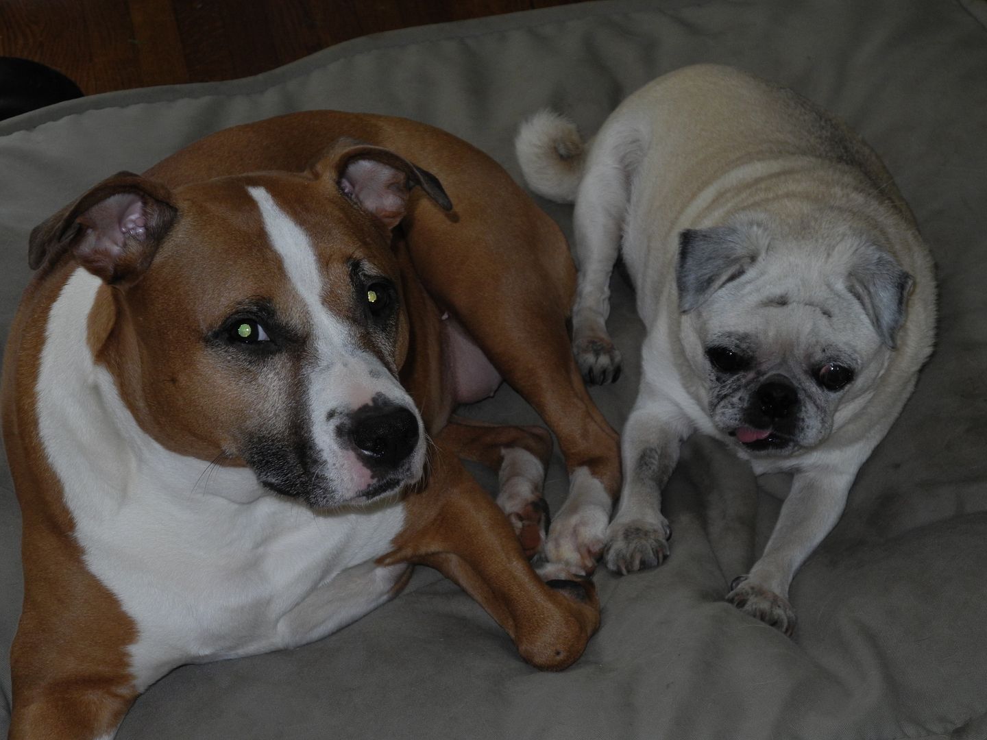 Look at how cute Peyton and Chaos were yesterday afternoon as I was getting ready to leave.  So sweet!