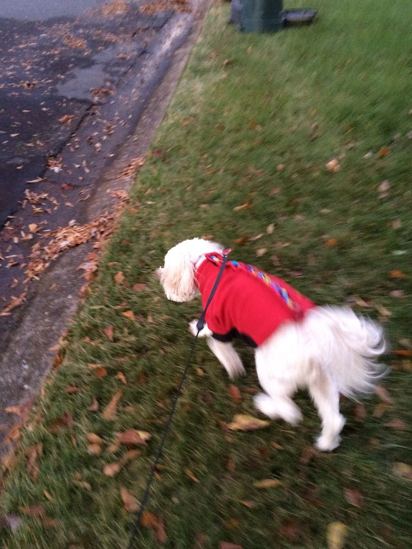 Simba sporting his super cute sweater!