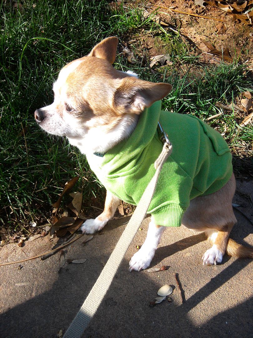 George is soooo cute in his matching green sweater too.  When you walk Alex and George, a lot of people smile at you. :)