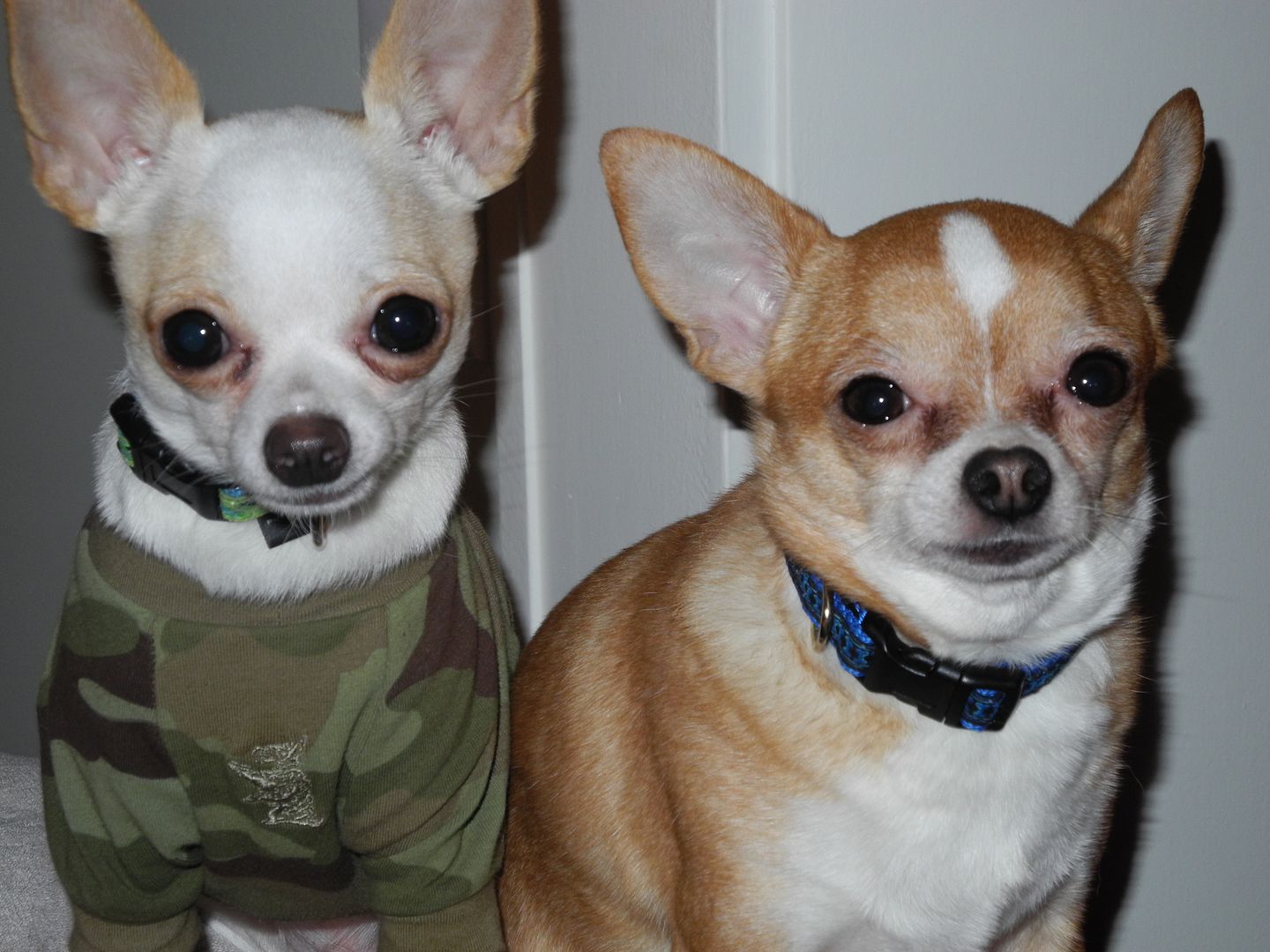 alex and george were hanging out on the back of the chair, watching me make a cup of tea.