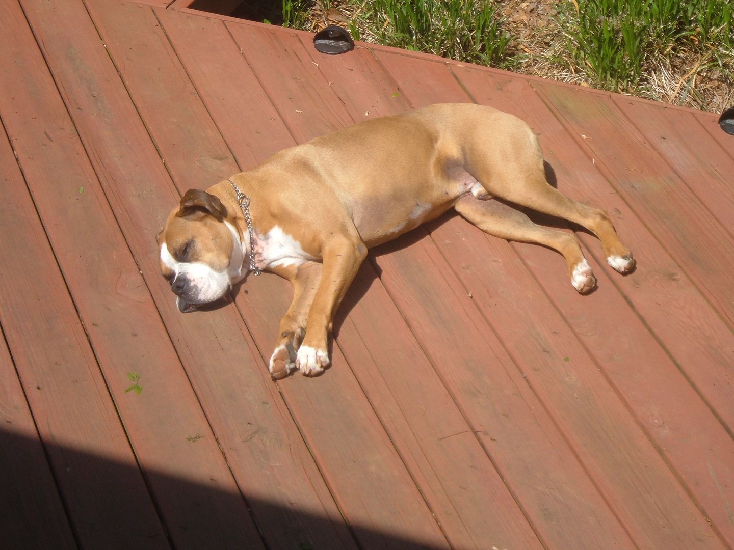 Magnus basking in the sun.