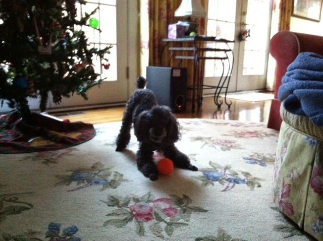 Since Woolie hasnt really wanted to walk, weve been inside where it is warm and playing with her orange ball.  She is funny!