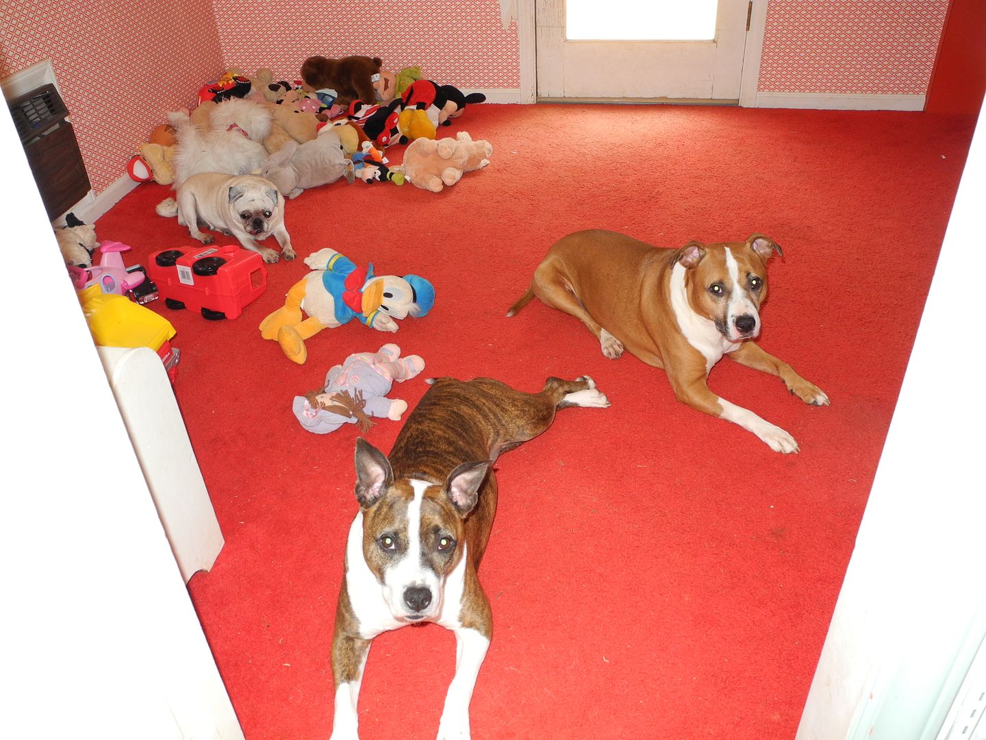 Can you find the 3 real, live, breathing dogs in this picture?  haha!!  I love this photo!