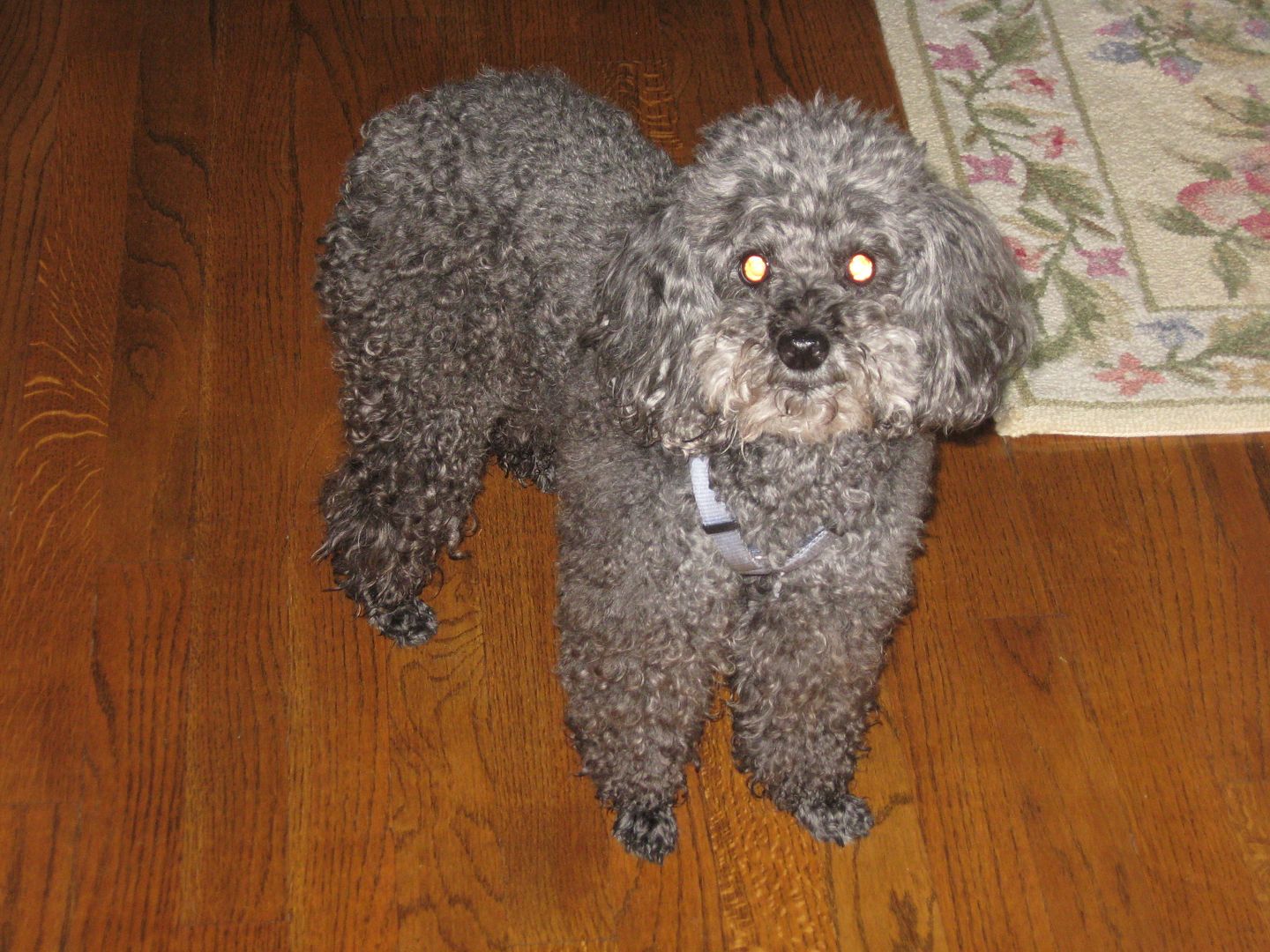 Wooly got her walk and her breakfast this morning and then she got some rubbing from me!  Her little tail was really wagging!