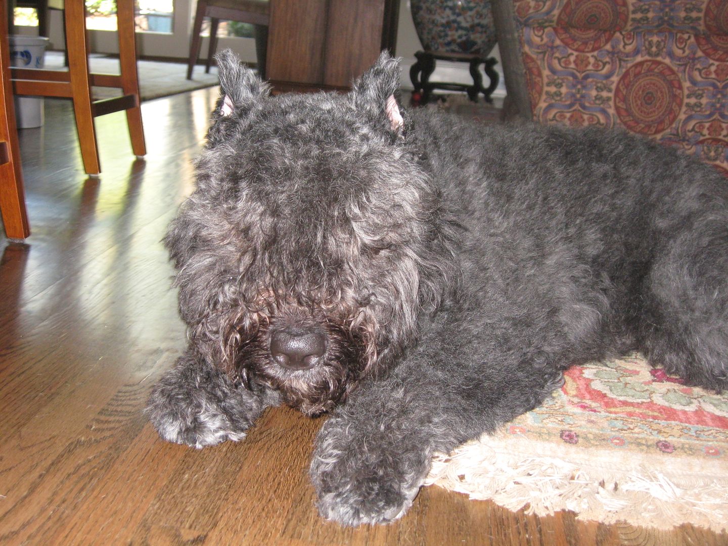 Ben is resting after our walk!