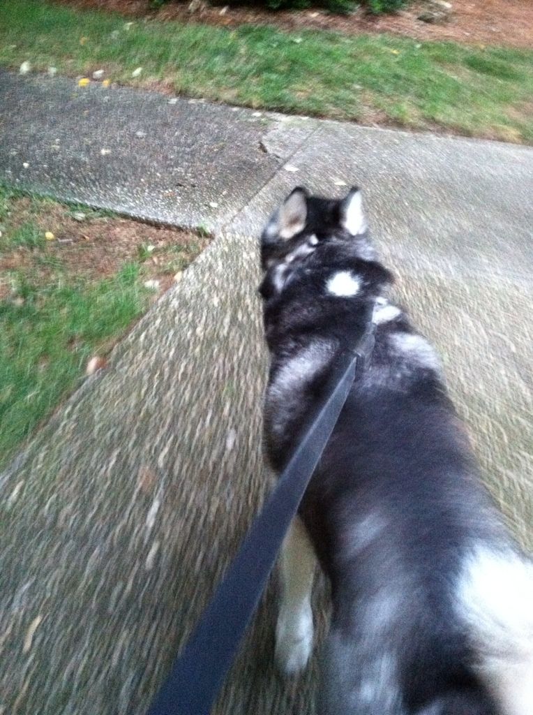 My view when walking Nika :)