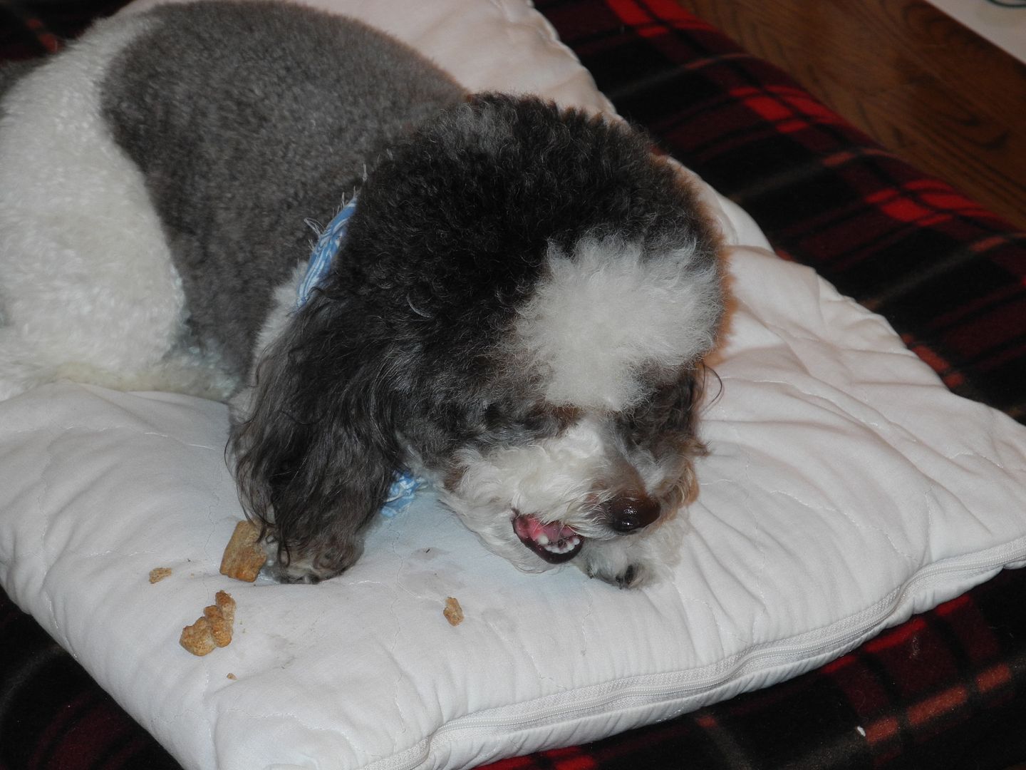 Scoobie loves his treats!