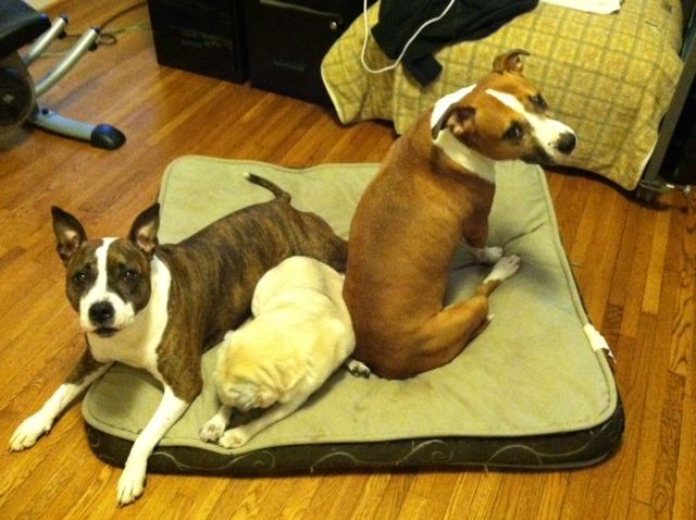 Eli, Chaos and Peyton all crawled up on the same bed.  Too cute!!