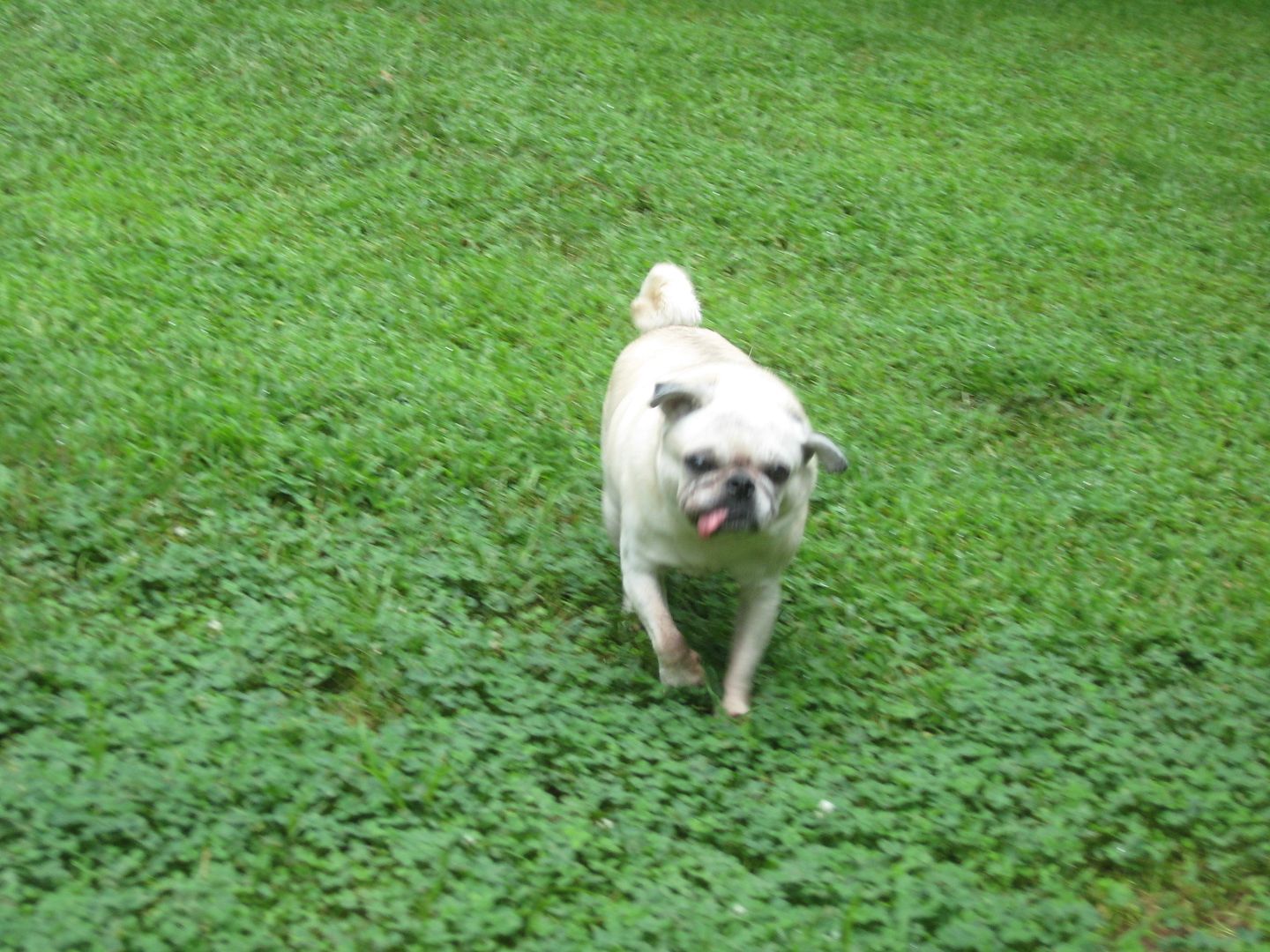 Chaos just hanging out in the yard