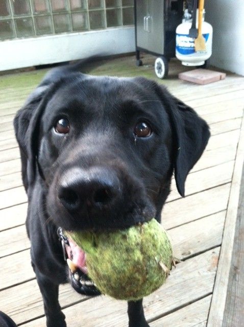 Lucy doing what Lucy loves... playing with the tennis ball!!