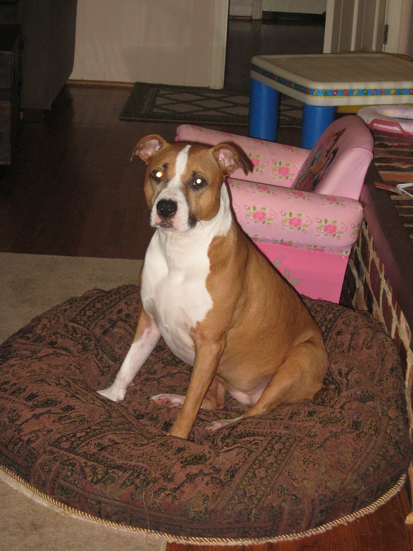 Peyton sitting on the dog bed where Chaos just was!