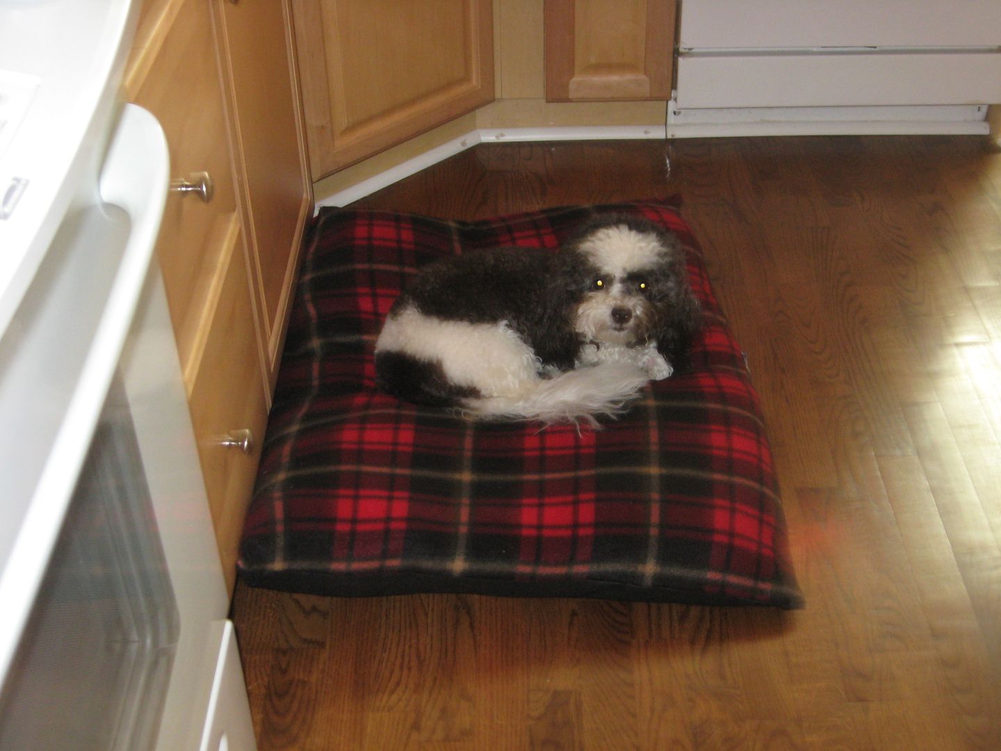 I moved Scoobies other bed into the kitchen too. I figured hed like options on where to sleep!