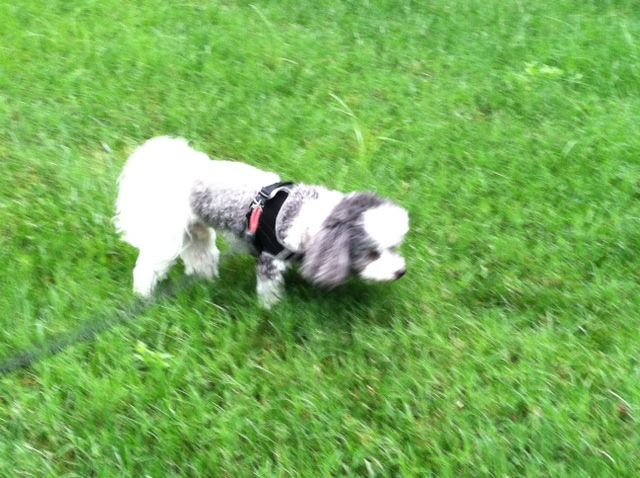 blurry pic :( of Scoobie out on the walk this morning