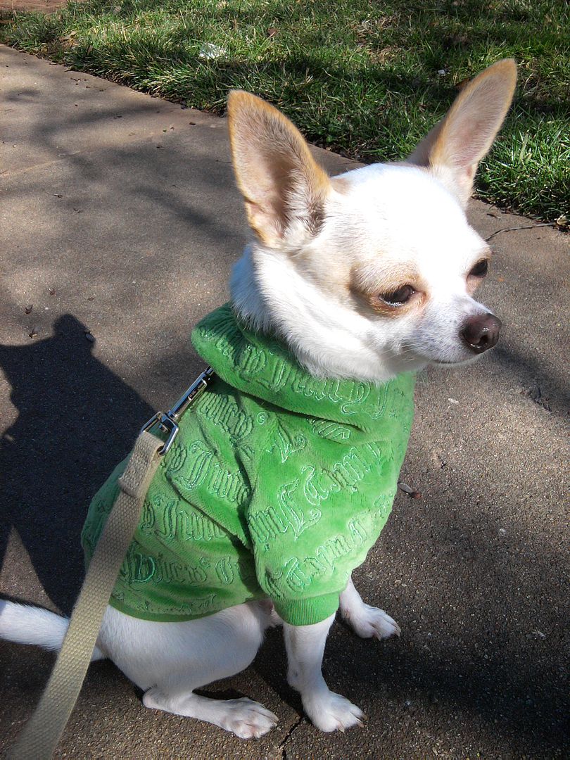 Alex is wearing my favorite dog sweater ever.  I love this one! And he is super cute too!