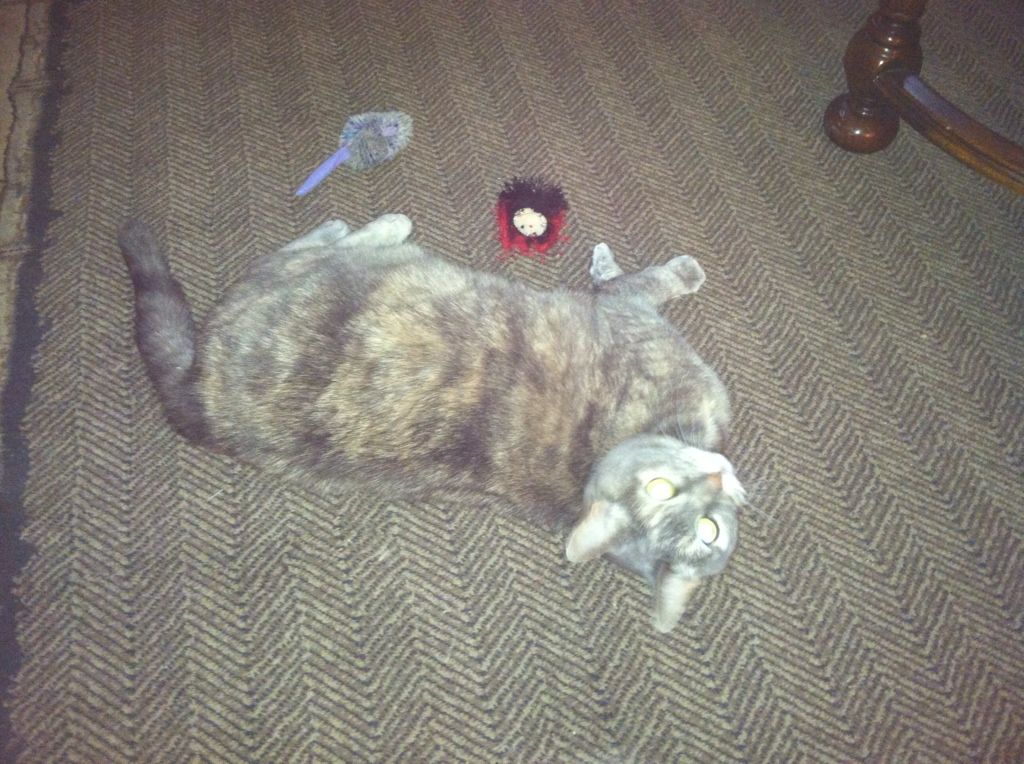 Minnie was eyeing one of her toys but then as I snapped this, she rolled over to look at me.