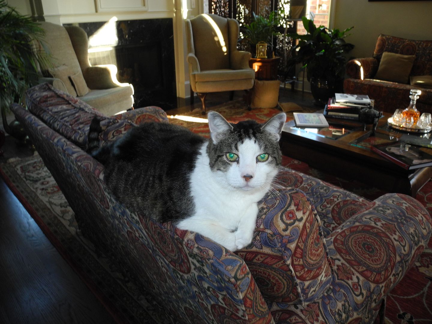 PJ was lounging on the back of the couch when I got there this morning.