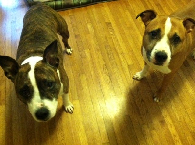 I think Eli and Peyton are wondering why Im taking their picture and not petting them. :)