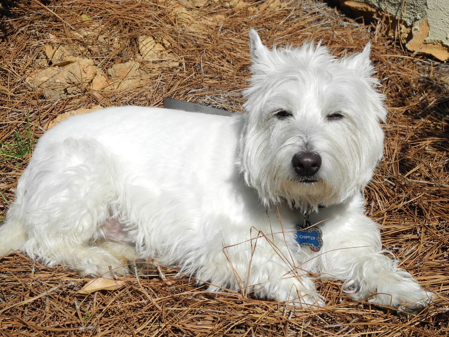 The sun is so bright, Chipper is squinting!