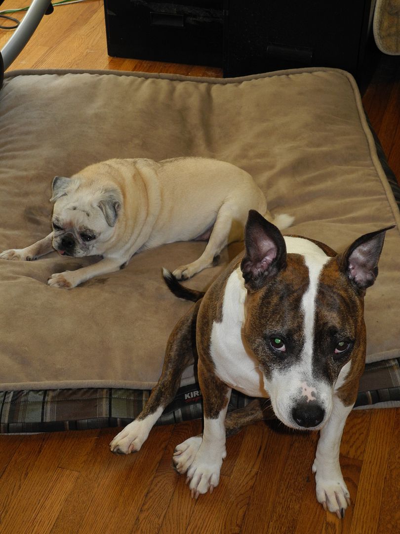 How cute are Chaos and Eli.  Im not sure what Eli is thinking.  It looks like she is trying to sneak onto the dog bed with Chaos.