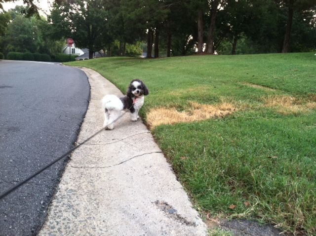 Scoobie is enjoying his walk too!