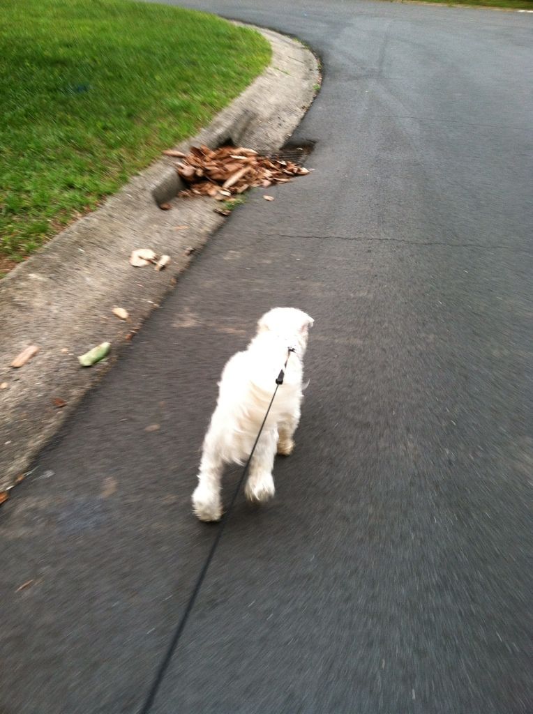 my view of Simba on our walk!