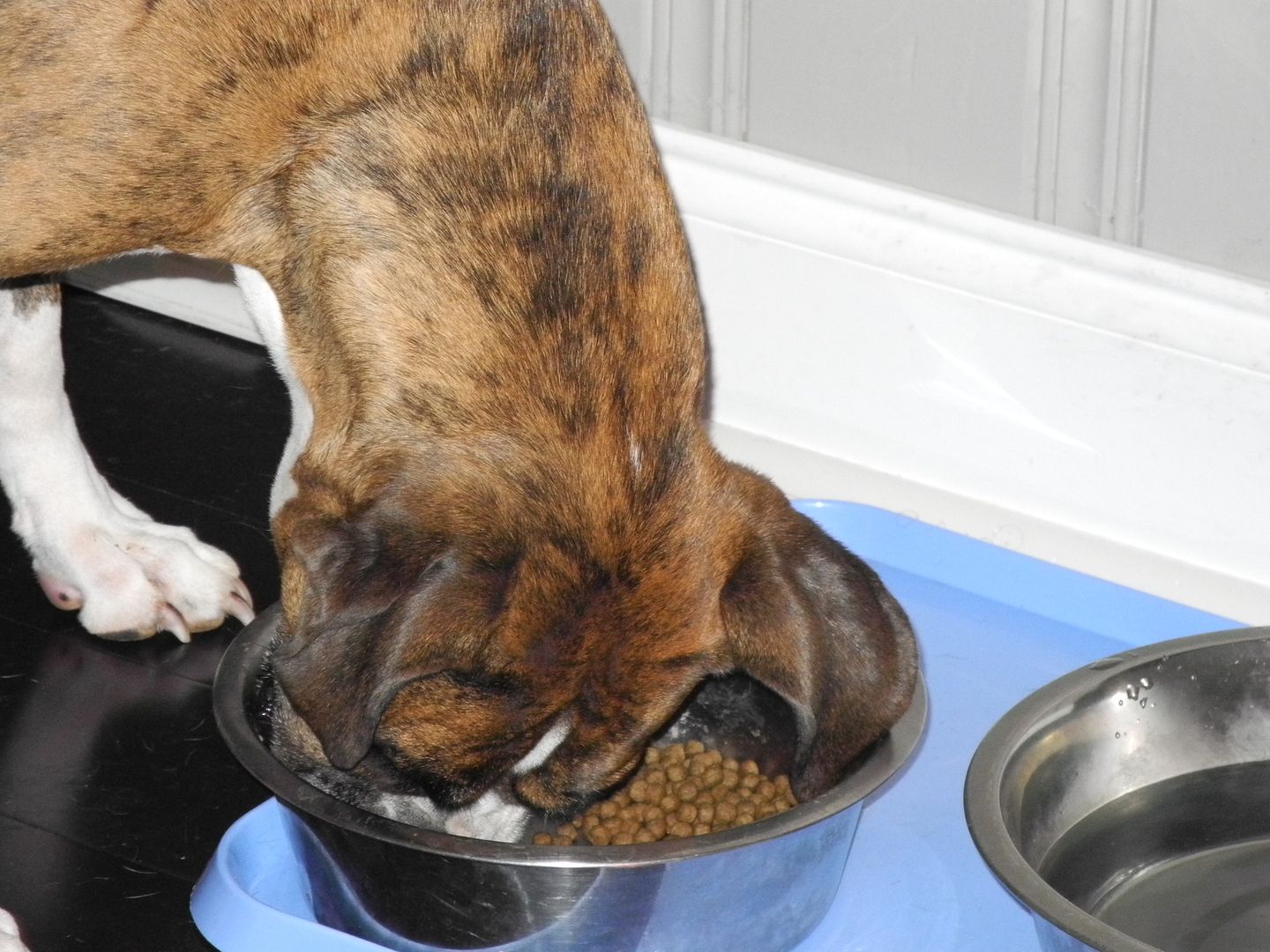 I keep forgetting to take her picture.  Once I put food in her bowl, there is no getting her to pose for a picture! LOL!