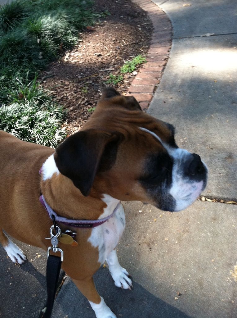 Stella - enjoying our walk yesterday at dinner time.