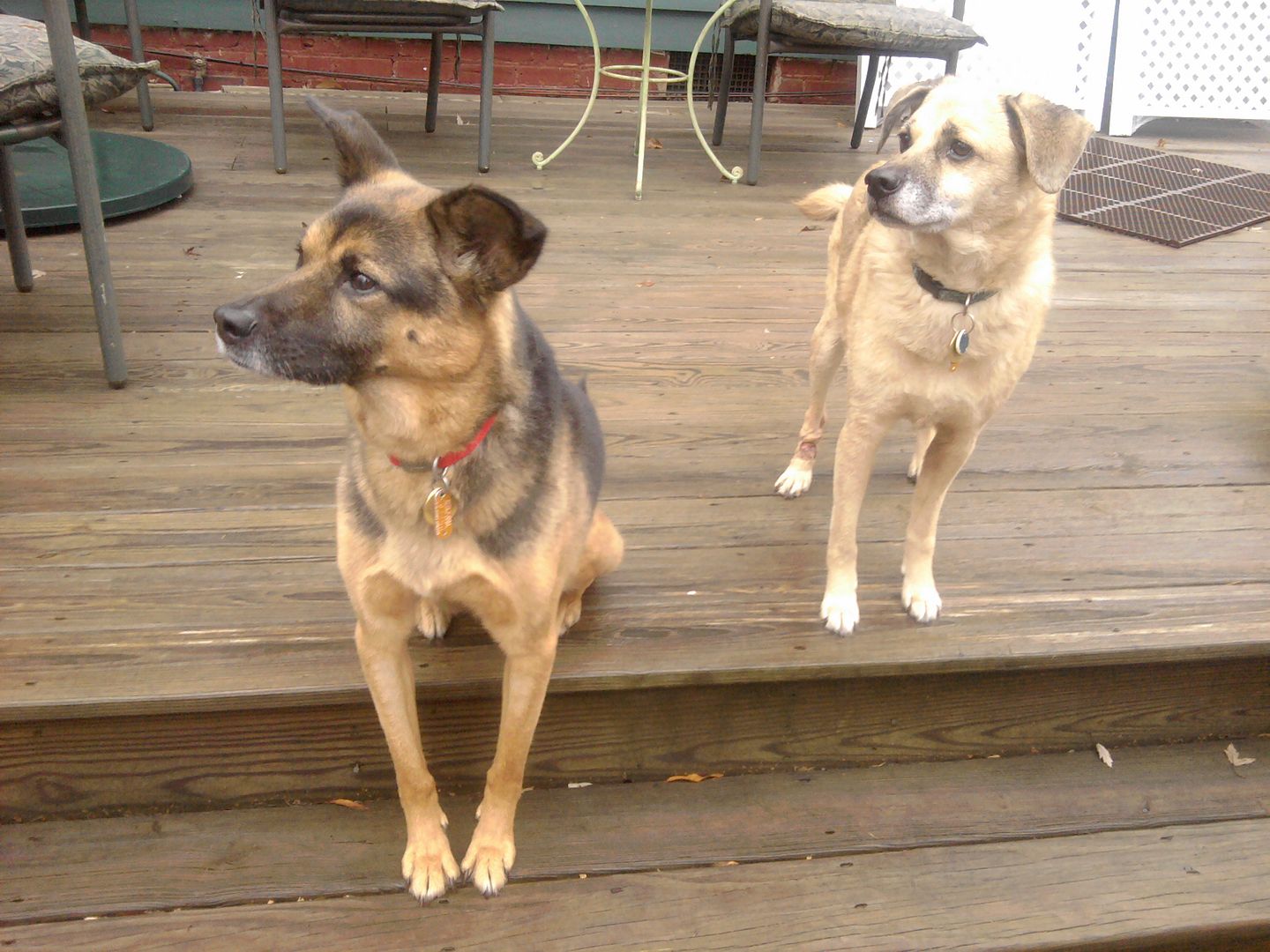 Both Genny & Max love hanging out in the backyard.