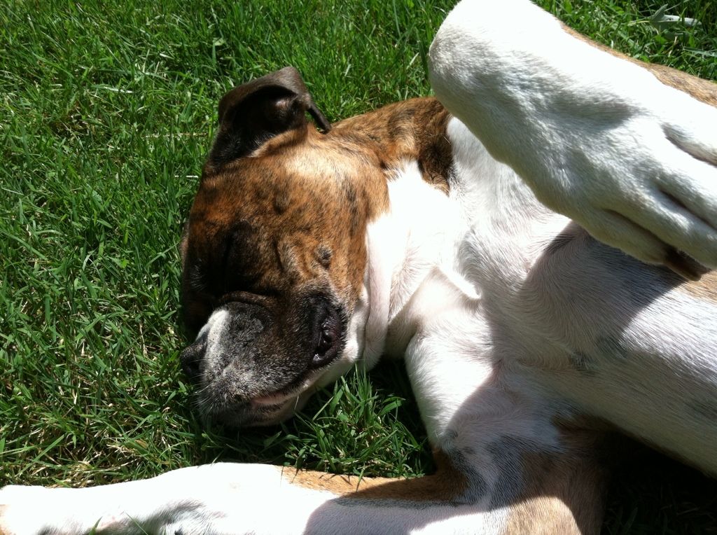 Sweetie LOVES getting a belly rub!