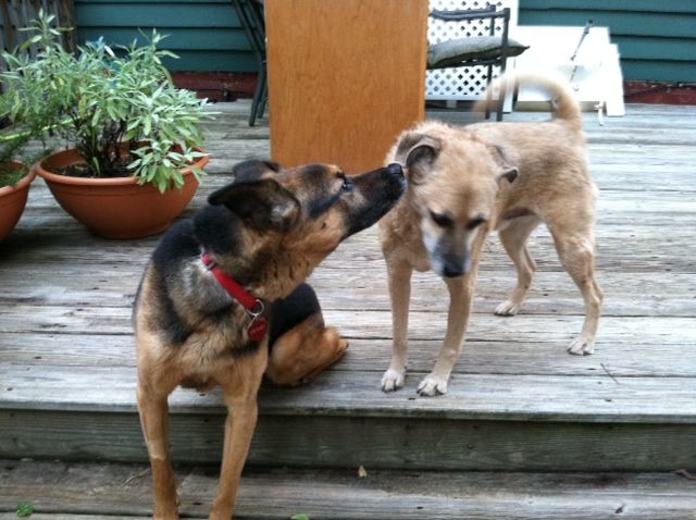 Genny is giving Max a little sniff!