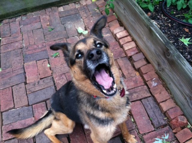 I was trying to get a picture of her with her ears flopping b/c they make me laugh.  I caught her in the middle of a yawn instead.  Funny pic!!  Love it!