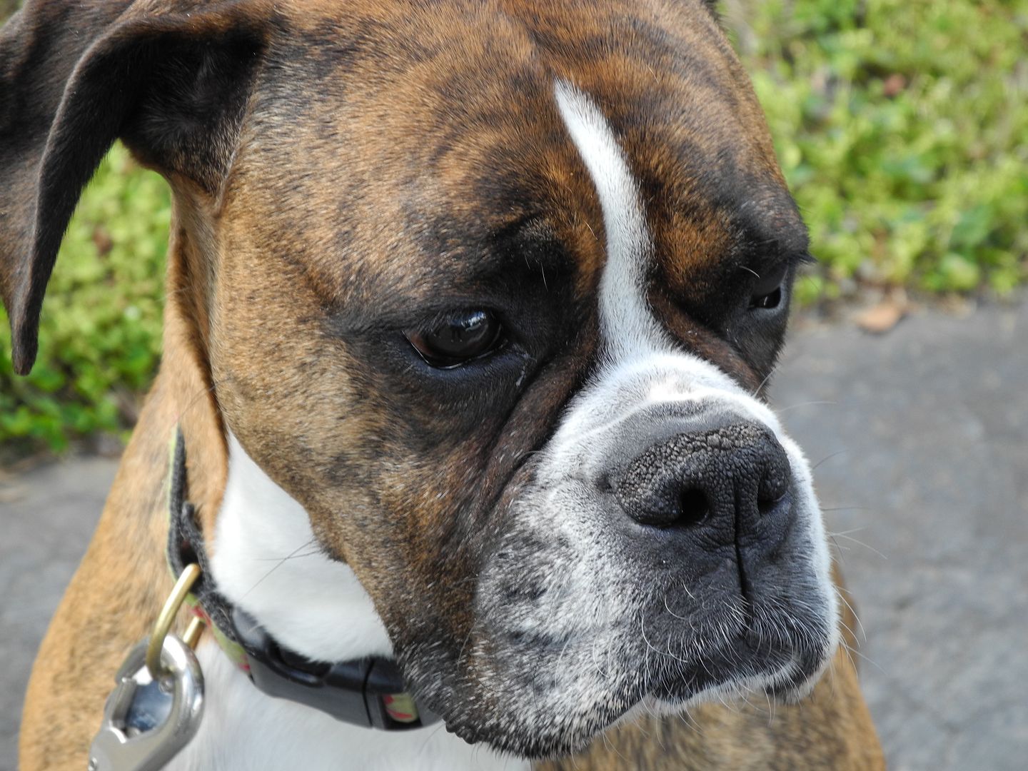 One of the sweetest boxers ever!  Sweetie!!