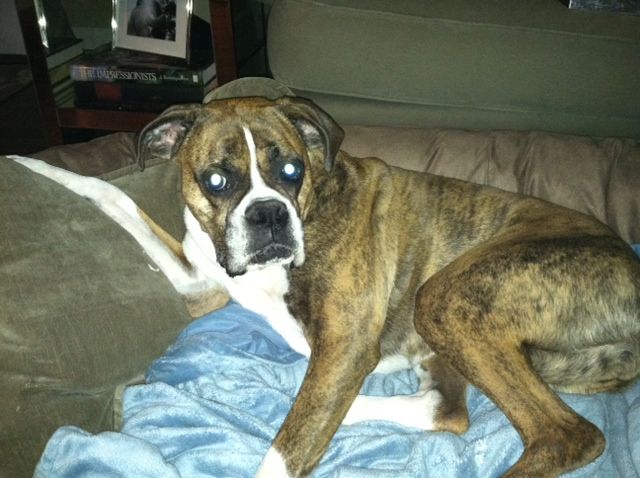 Sweetie loves her bed.  She has a blanket and a big pillow shaped like a bone with her name on it.  Looks like Santa was good to her!