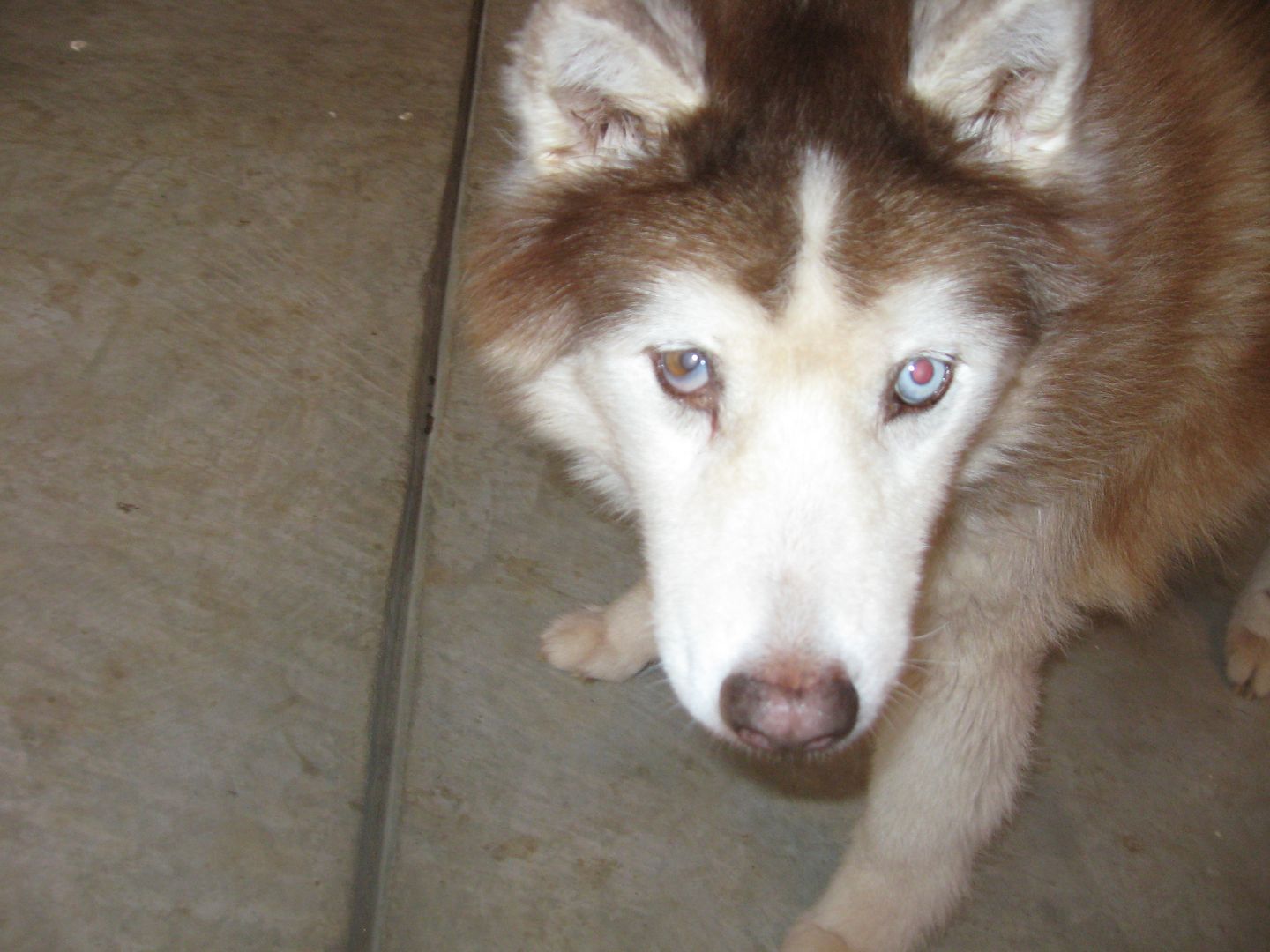 Huski wouldve turned 16 this month.  Feb 1995 - Sep 2010