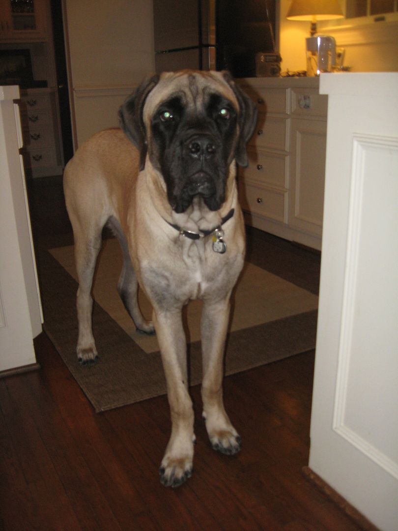 Winston, 110 lbs, 8 months old