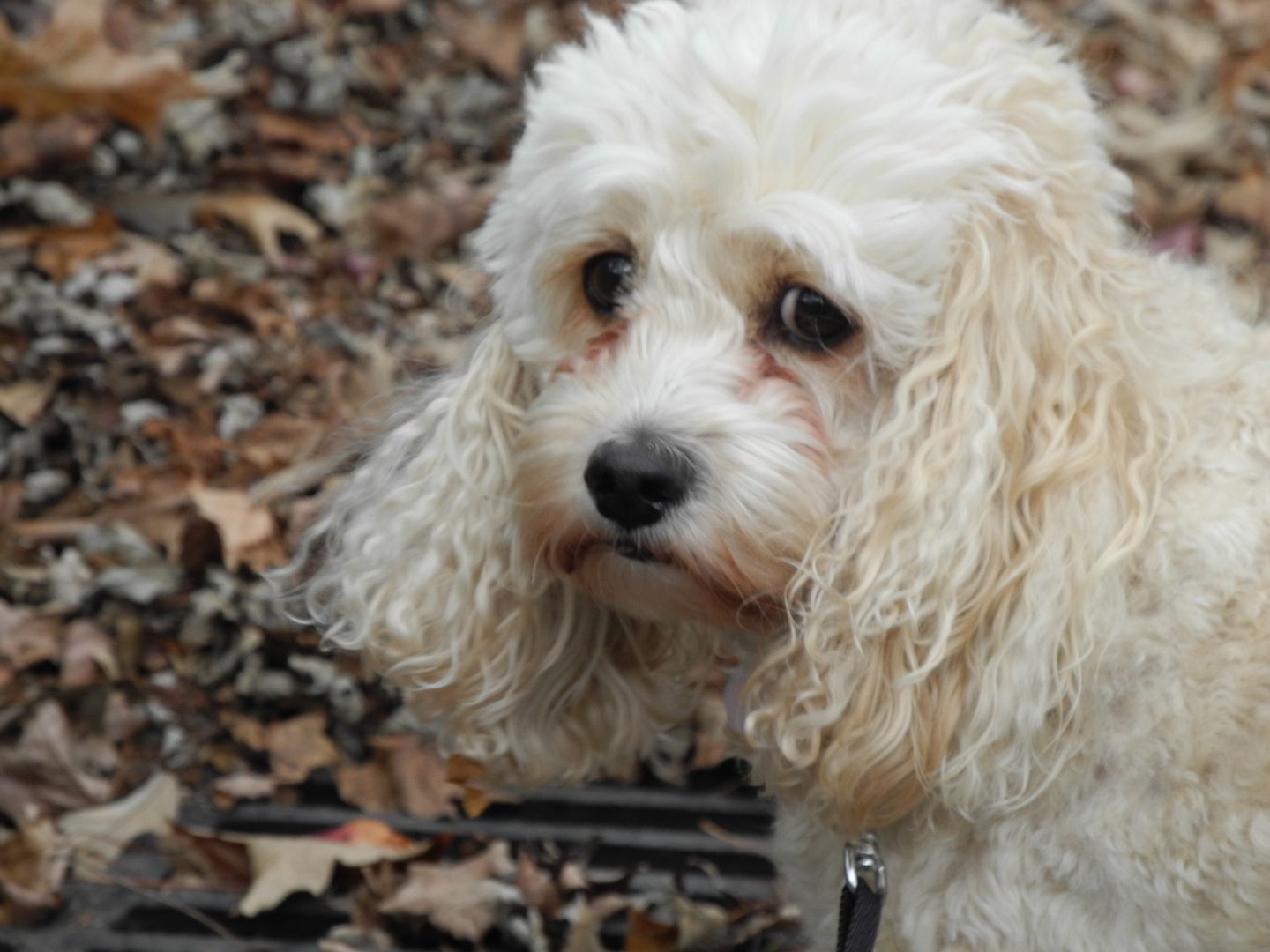 Molly likes walking in the rain more than ANY dog I know!